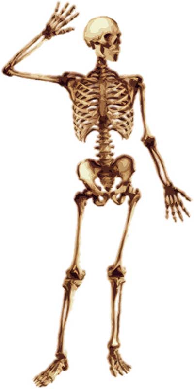 biodoen namen van het menselijk skelet